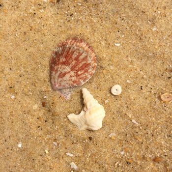 schelpen zoeken in Frankrijk, schelpen strand La Jenny