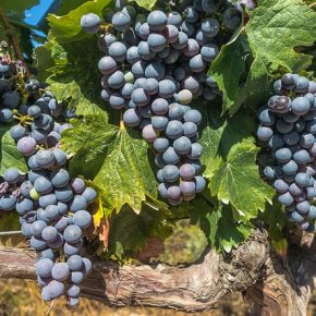 vineyard Bordeaux, quoi faire autour de Bordeaux