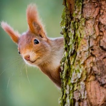 squirrel, pine forest, pine tree,