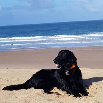 Chiens autorisés à la plage