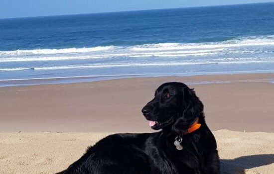 Chiens autorisés à la plage